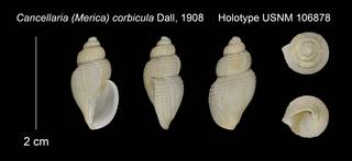 To NMNH Extant Collection (Cancellaria (Merica) corbicula Holotype USNM 106878)