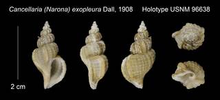 To NMNH Extant Collection (Cancellaria (Narona) exopleura Holotype USNM 96638)