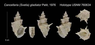 To NMNH Extant Collection (Cancellaria (Svetia) gladiator Holotype USNM 760634)
