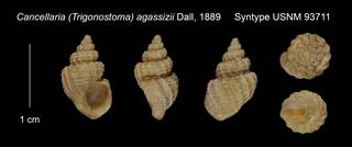 To NMNH Extant Collection (Cancellaria (Trigonostoma) agassizii Syntype USNM 93711)