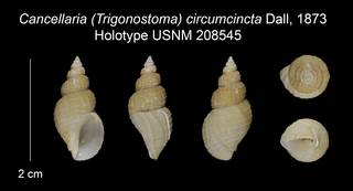 To NMNH Extant Collection (Cancellaria (Trigonostoma) circumcincta Holotype USNM 208545)