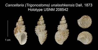 To NMNH Extant Collection (Cancellaria (Trigonostoma) unalashkensis Holotype USNM 208542)
