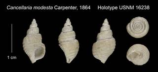 To NMNH Extant Collection (Cancellaria modesta Holotype USNM 16238)