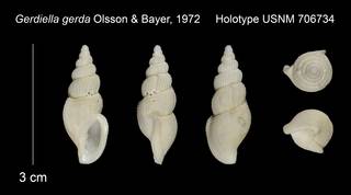 To NMNH Extant Collection (Gerdiella gerda Holotype USNM 706734)