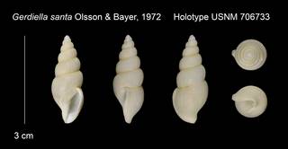 To NMNH Extant Collection (Gerdiella santa Holotype USNM 706733)