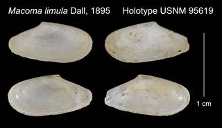 To NMNH Extant Collection (Macoma limula Holotype USNM 95619)