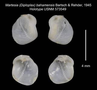 To NMNH Extant Collection (Martesia (Diploplax) bahamensis Holotype USNM 573549)