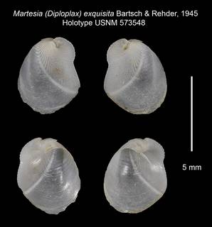To NMNH Extant Collection (Martesia (Diploplax) exquisita Holotype USNM 573548)