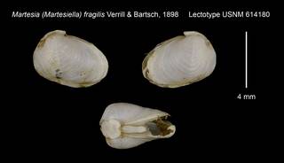 To NMNH Extant Collection (Martesia (Martesiella) fragilis Lectotype USNM 614180)