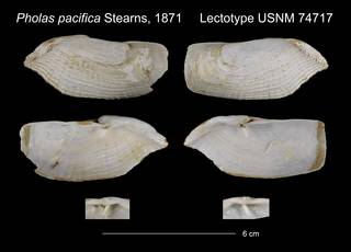 To NMNH Extant Collection (Pholas pacifica Lectotype USNM 74717)