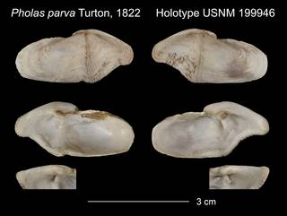 To NMNH Extant Collection (Pholas parva Holotype USNM 199946)