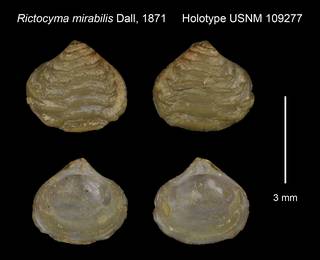 To NMNH Extant Collection (Rictocyma mirabilis Holotype USNM 109277)