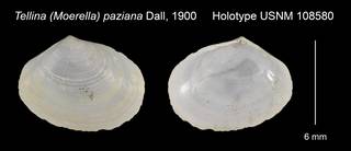 To NMNH Extant Collection (Tellina (Moerella) paziana Holotype USNM 108580)