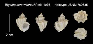 To NMNH Extant Collection (Trigonaphera withrowi Holotype USNM 760635)