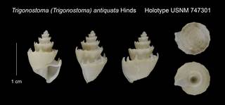 To NMNH Extant Collection (Trigonostoma (Trigonostoma) antiquata Holotype USNM 747301)