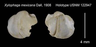 To NMNH Extant Collection (Xylophaga mexicana Holotype USNM 122947)