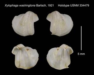 To NMNH Extant Collection (Xylophaga washingtona Holotype USNM 334479)