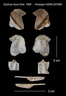 To NMNH Extant Collection (Xylotrya dryas Holotype USNM 207695)