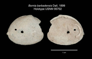 To NMNH Extant Collection (IZ MOL Bornia barbadensis USNM 95702 Holotype Valve 1)