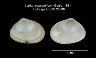 To NMNH Extant Collection (IZ MOL Lepton concentricum USNM 24306 Holotype Valve)