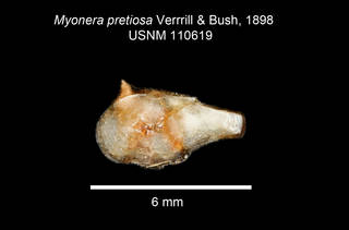 To NMNH Extant Collection (IZ MOL Myonera pretiosa USNM 110619 Holotype)