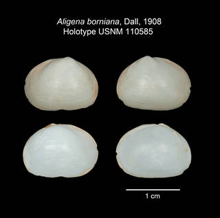 To NMNH Extant Collection (IZ MOL Aligena borniana USNM 110585 Holotype Valves)
