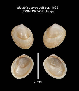 To NMNH Extant Collection (IZ MOL USNM 197645 Modiola cuprea Holotype Valves)