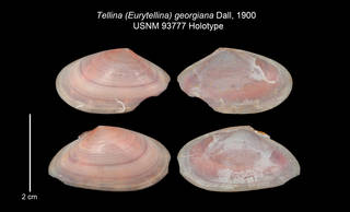 To NMNH Extant Collection (IZ MOL USNM 93777 Tellina georgiana Holotype plate)