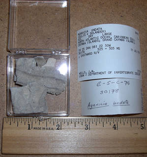 To NMNH Extant Collection (IZ COE 84478 fragments)