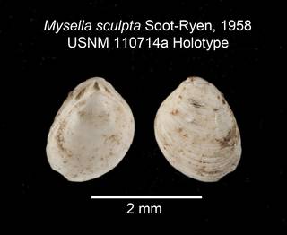 To NMNH Extant Collection (IZ MOL Mysella sculpta USNM 110714a Holotype Valve)