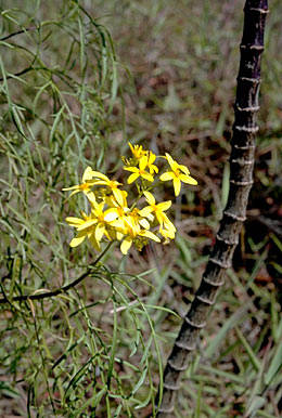 To NMNH Extant Collection (Bidensmenziesiimenziesii1.jpg)