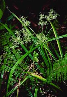 To NMNH Extant Collection (Cyperus.jpg)