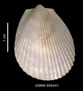 To NMNH Extant Collection (Limatula hodgsoni (Smith, 1907) left valve outer view)