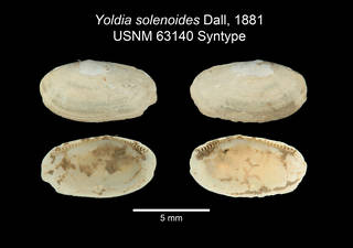 To NMNH Extant Collection (IZ MOL USNM 63140 Yoldia solenoides Syntype plate 1)