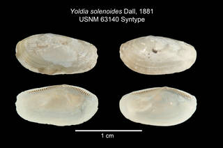 To NMNH Extant Collection (IZ MOL USNM 63140 Yoldia solenoides Syntype plate 2)