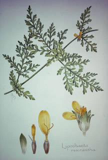 To NMNH Extant Collection (Melantheramicranthamicrantha1.jpg)