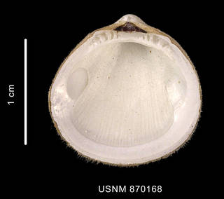 To NMNH Extant Collection (Limopsis hirtella Mabille et Rochebrune, 1889 left valve inner view)