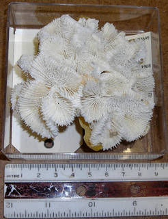 To NMNH Extant Collection (IZ COE 77695 whole colony top view)