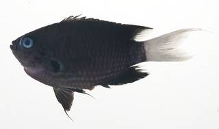 To NMNH Extant Collection (Chromis abrupta USNM 409032 photograph lateral view)
