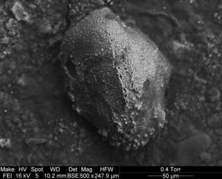 To NMNH Paleobiology Collection (Trifarinella atlantica 446763 small)