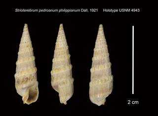 To NMNH Extant Collection (Strioterebrum pedroanum philippianum Dall, 1921 Holotype USNM 4943)