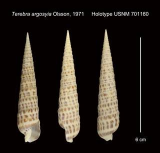 To NMNH Extant Collection (Terebra argosyia Olsson, 1971 Holotype USNM 701160)