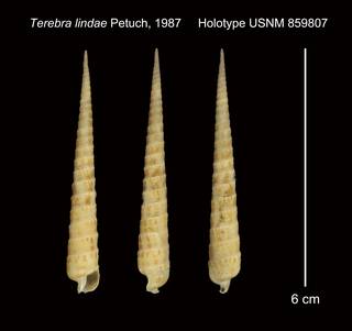 To NMNH Extant Collection (Terebra lindae Petuch, 1987 Holotype USNM 859807)
