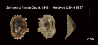 To NMNH Extant Collection (Siphonaria inculta Gould, 1846 Holotype USNM 5857)
