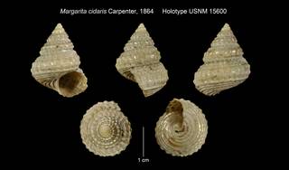 To NMNH Extant Collection (Margarita cidaris Carpenter, 1864 Holotype USNM 15600)