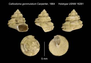 To NMNH Extant Collection (Calliostoma gemmulatum Carpenter, 1864 Holotype USNM 16261)