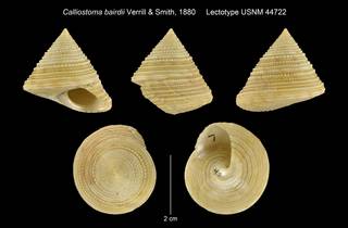To NMNH Extant Collection (Calliostoma bairdii Verrill & Smith, 1880 Lectotype USNM 44722)