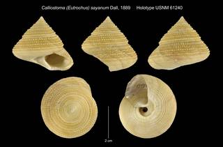 To NMNH Extant Collection (Calliostoma (Eutrochus) sayanum Dall, 1889 Holotype USNM 61240)