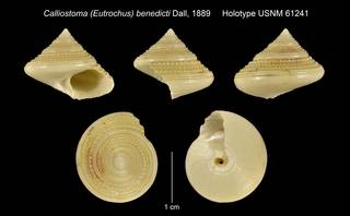 To NMNH Extant Collection (Calliostoma (Eutrochus) benedicti Dall, 1889 Holotype USNM 61241)