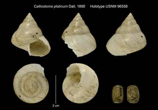 To NMNH Extant Collection (Calliostoma platinum Dall, 1890 Holotype USNM 96558)